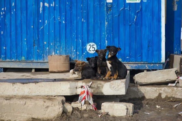 Прокуратура начала проверку по жалобам калининградцев на большое количество бездомных собак