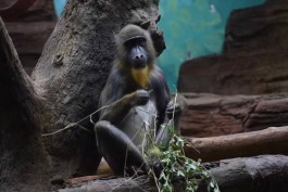 В калининградский зоопарк привезли двух самок мандрила