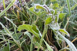 Метеорологи предупреждают о сильных заморозках в середине недели в Калининградской области 