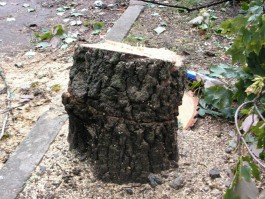 В посёлке Космодемьянского незаконно вырубили 43 дерева